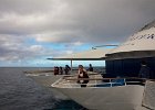 WhaleWatching 006